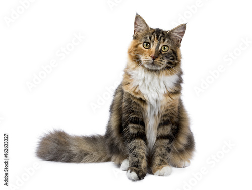 Young Maine Coon cat / kitten sitting isolated on white background