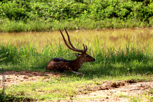 Sika deer in Sri Lanka  