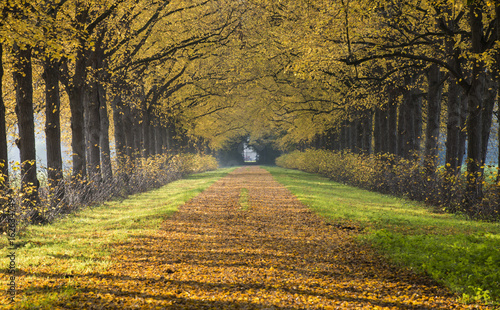 Road Trees Autumn Beverweerd photo
