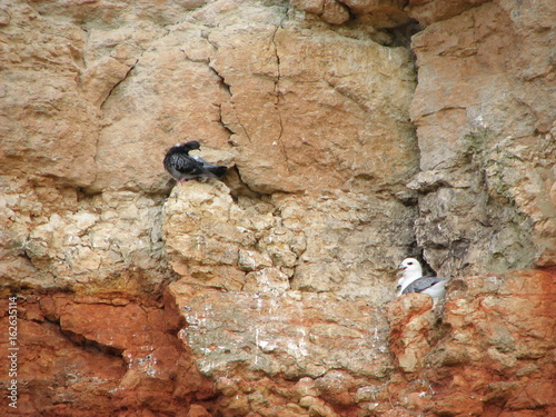 nature birds nesting Hunstanton cliffs England rock