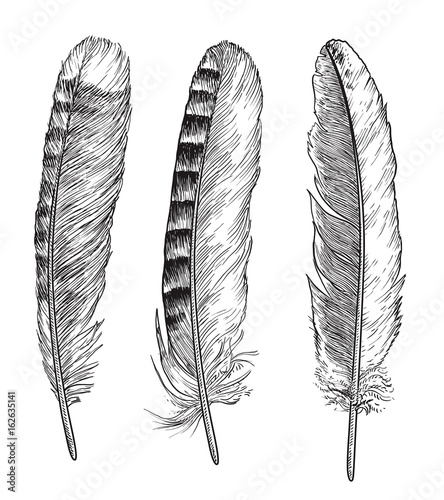 Feather illustration, drawing, engraving, ink, line art, vector