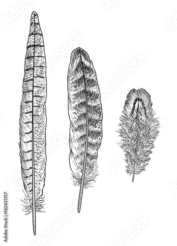 Pheasant feather illustration, drawing, engraving, ink, line art, vector