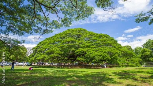 Time-lapse of Giant Monky Pod Tree with people visited on June 24, 2017 in Kanchanaburi, Thailand photo