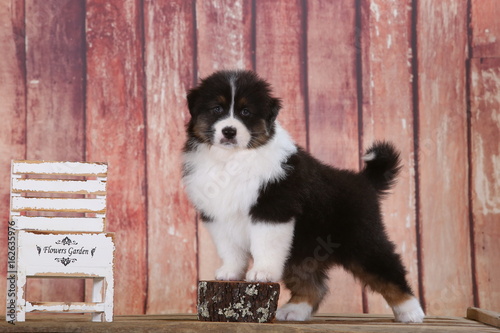 Australian shepherd puppies having fun in studio set up, little garden helpers