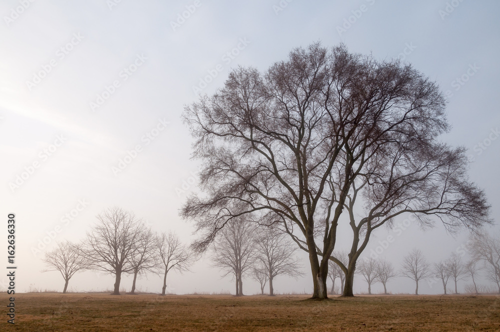 Silhouettes of trees in park, foggy morning,