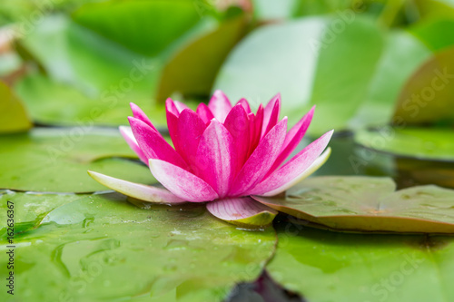 Seerose im Wasser