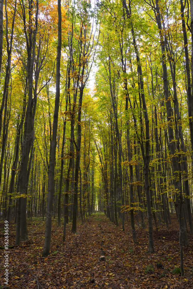 Fototapeta premium Trees leaving to infinity in an autumn forest