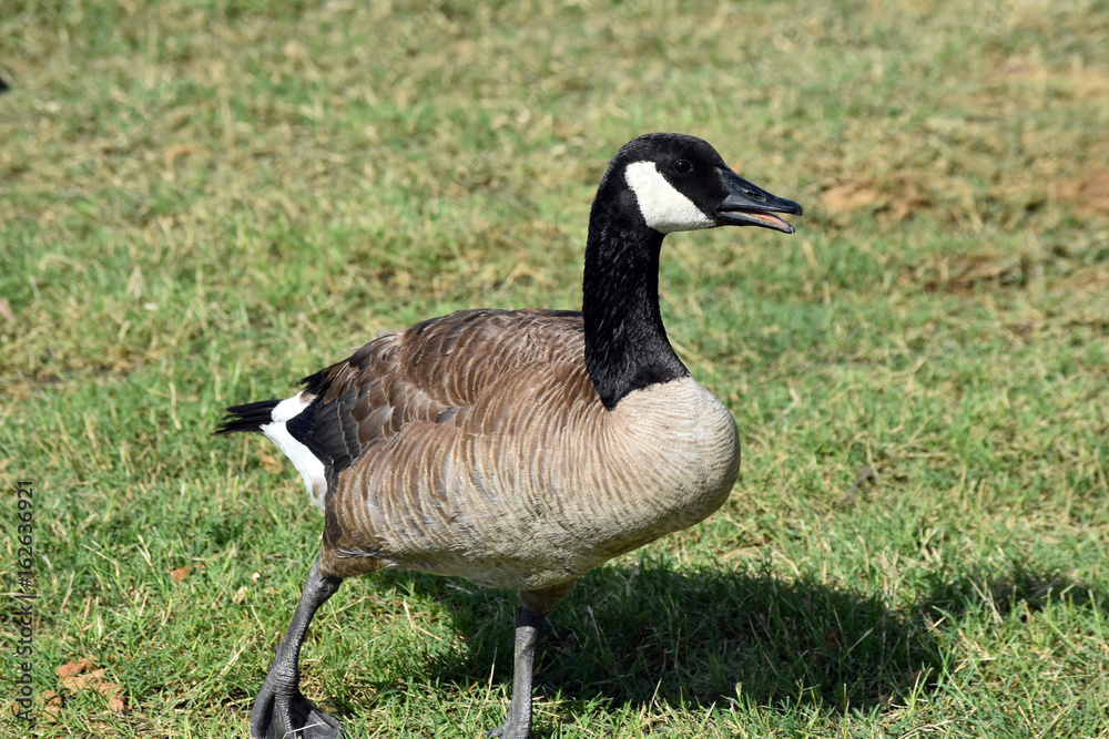 Canada Geese in Hot Texas Park Canada Geese in Hot Texas Park