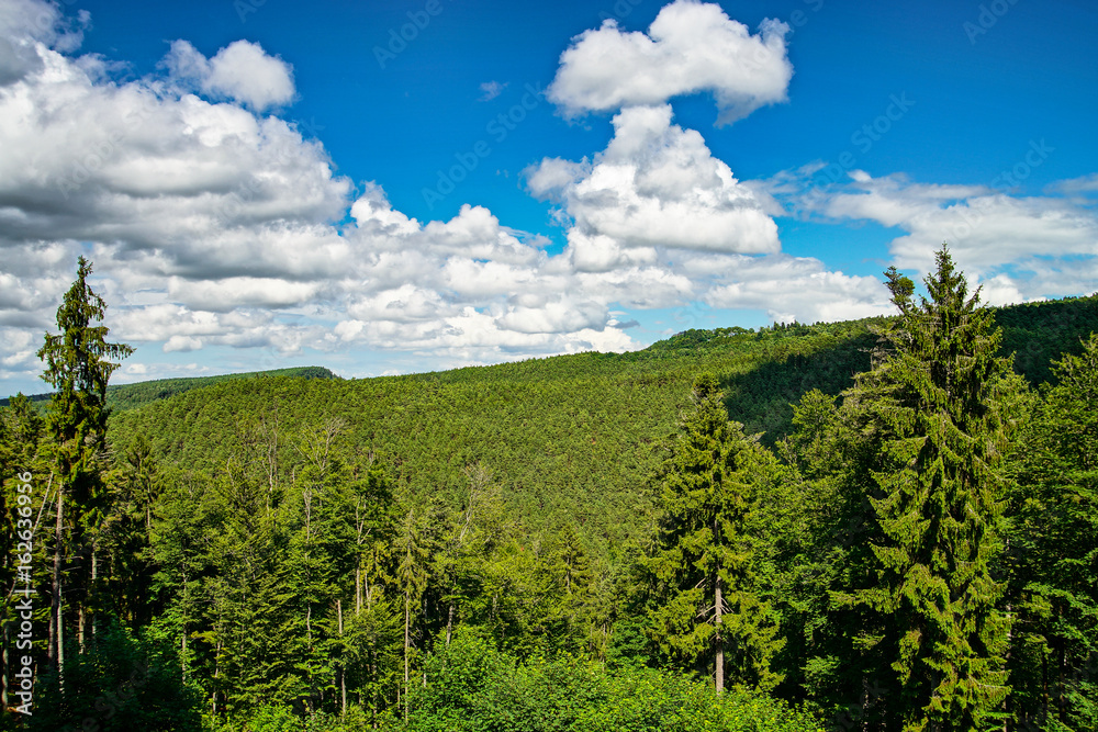 Beautiful green forest view, Alsace, France, summer Beautiful green forest view, Alsace, France, summer