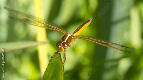  A Needham’s Skimmer (Libellula needhami) dragonfly at Kenilworth Park and Aquatic Gardens in Washington, DC. © Tim