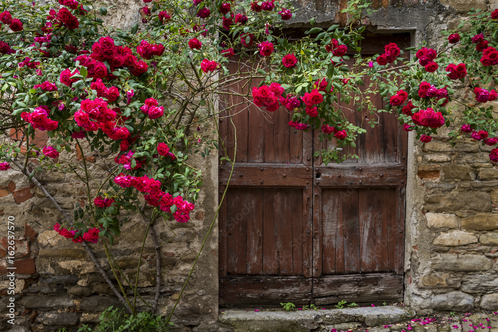 Roses and Old Door in Mombaldone