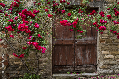 Fotografía Roses and Old Door in Mombaldone