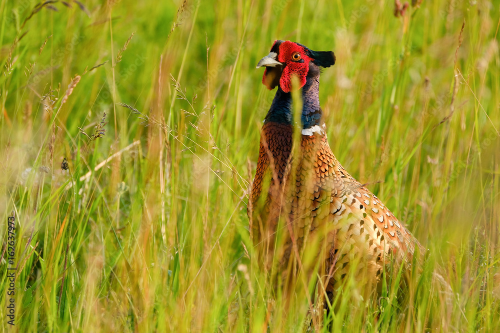 Fototapeta premium pheasant