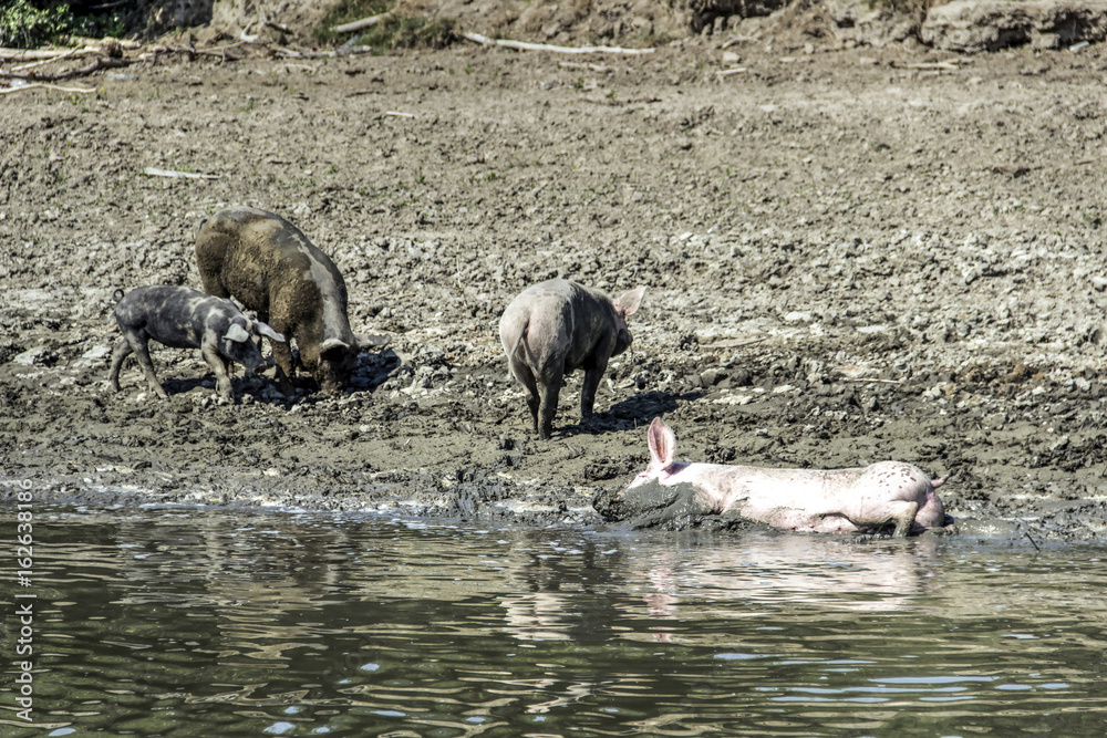 Domestic pigs wander along the riverbanks cooling down in the water and seeking food