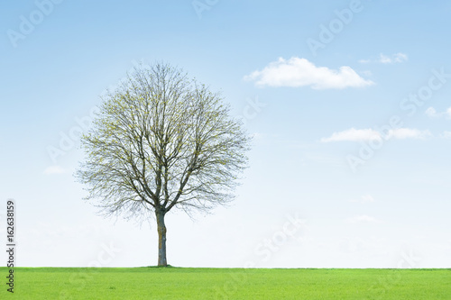 arbre pré champ horizon printemps branche tronc nature campagne respirer air pur pollution environnement