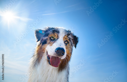 Fototapeta Naklejka Na Ścianę i Meble -  Portrait von einem nassen Australian Shepherd vor blauen Himmel und Sonne