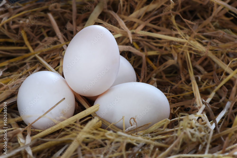 Group of fresh duck eggs in nest of hay at farm
