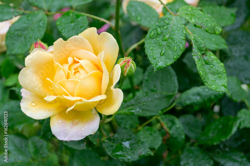 Background with blooming garden Rose after rain. Rain drops on rose flower