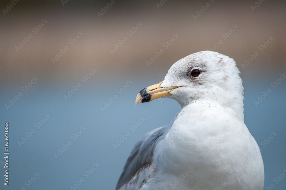 Portrait of Seagull close-up against blue background Portrait of Seagull close-up against blue background