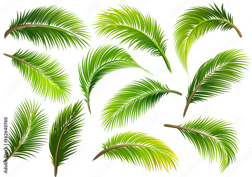 Fototapeta premium Palm leaves. Vector