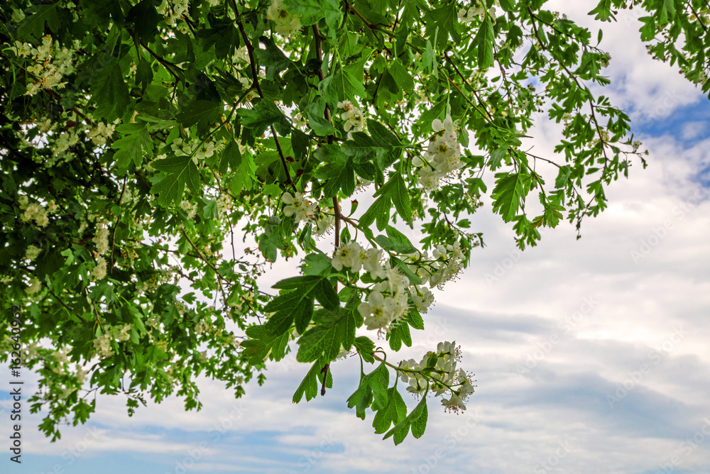Fototapeta premium arbre en fleur