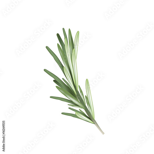 Rosemary herb spice. Vector illustration of a rosemary