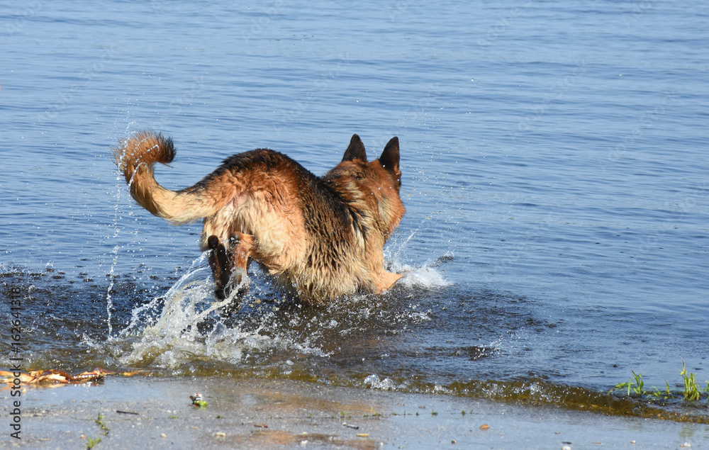 Wet dog breeds East European Shepherd runs into the water