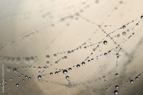 regendruppels in een spinnenweb