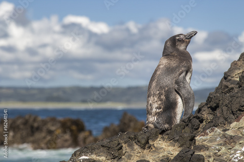 Side-face of a penguin in the rocks
