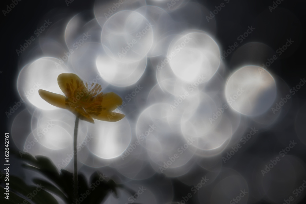 Fototapeta premium Fleur Féerique