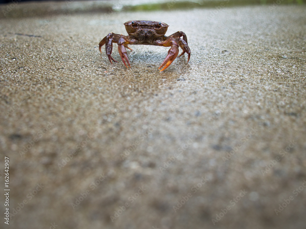 Red Field Crab Sitting Peacefully Red Field Crab Sitting Peacefully