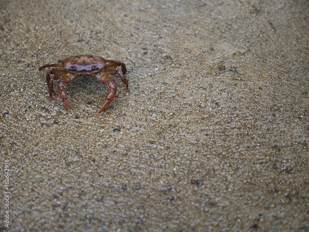 Red Field Crab Sitting Peacefully Red Field Crab Sitting Peacefully