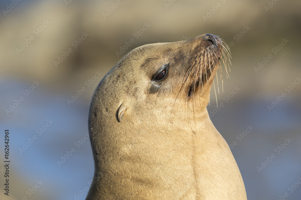Fototapeta premium Closeup of a wild California Sea Lion - San Diego, California