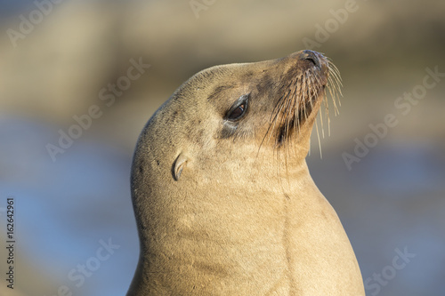 Closeup of a wild California Sea Lion - San Diego, California