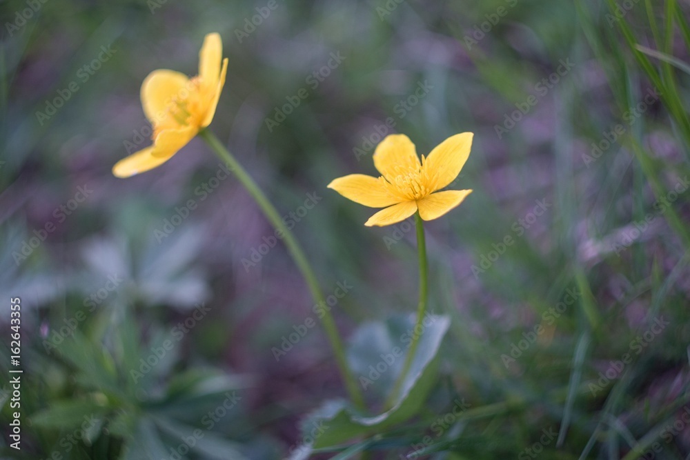 Beautiful mountain yellow flowers. Nice blooming Beautiful mountain yellow flowers. Nice blooming