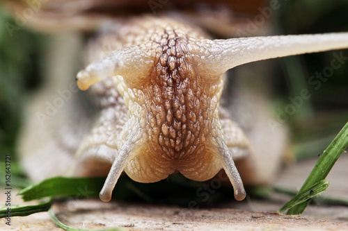 Closeup portrait of a slow snail.Concept macro portraits