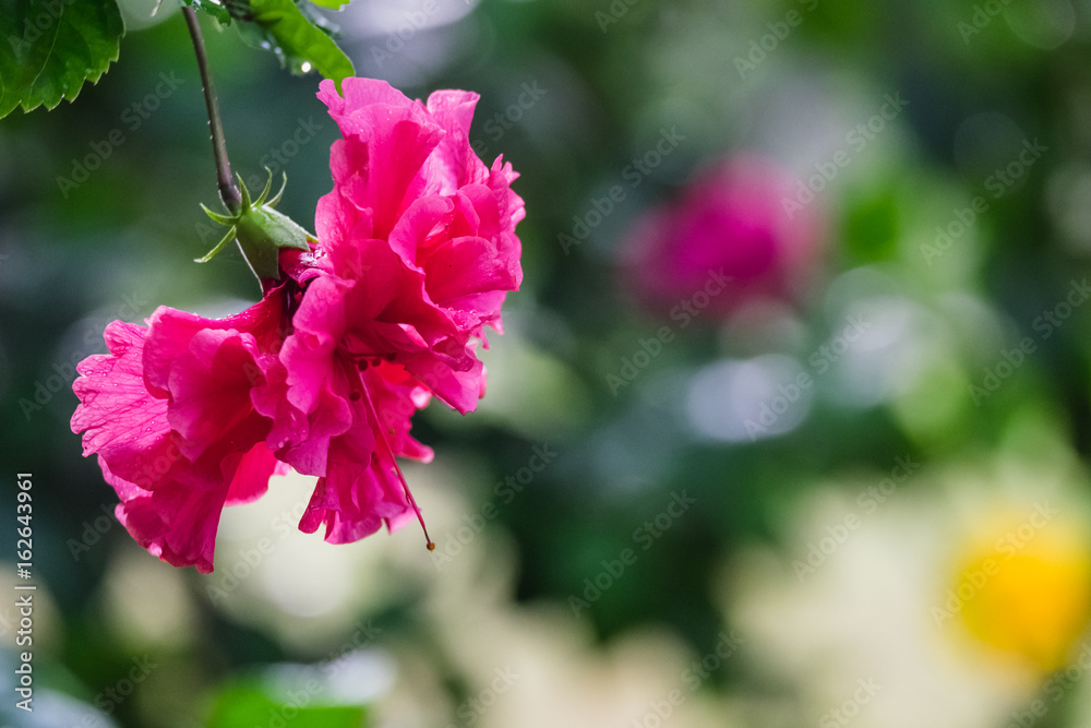 Pink flower against a green foliage background