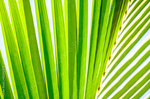 Close-up of coconut palm fronds