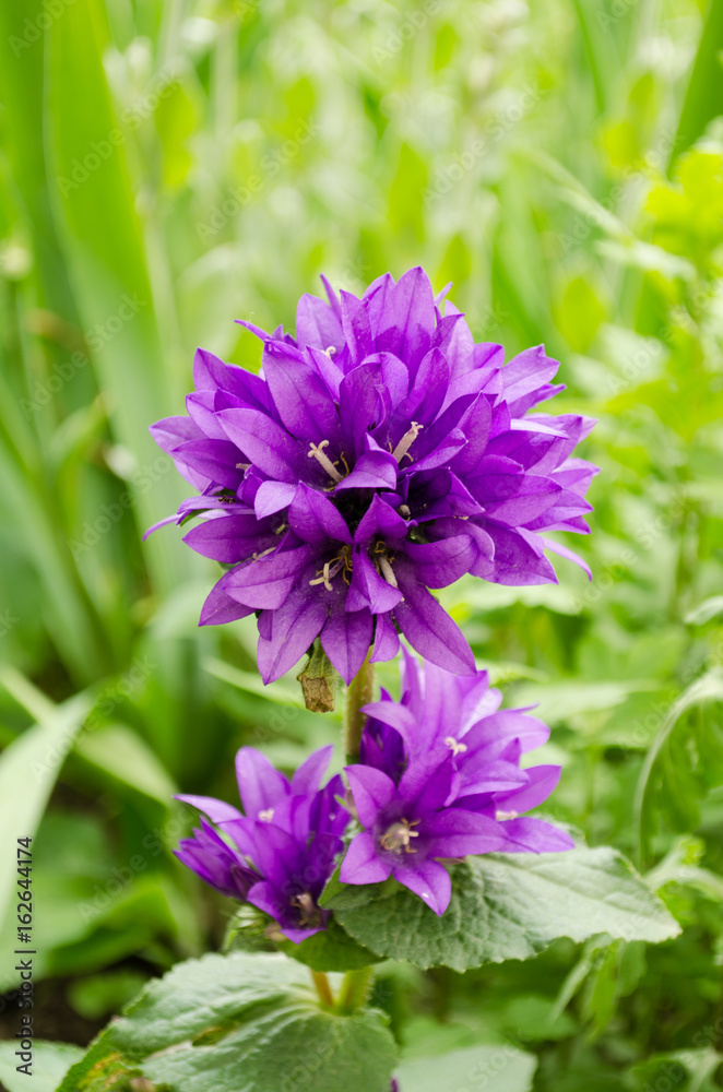 Wild violet flower in the nature