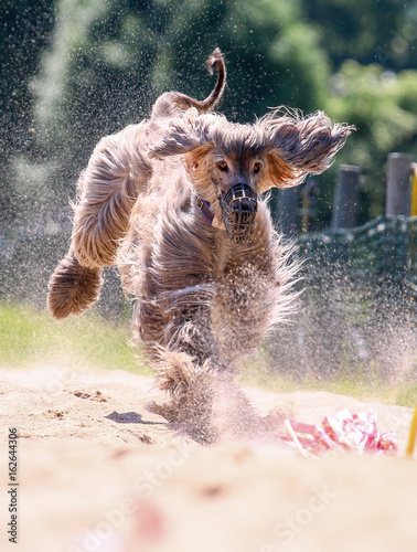 Obraz na płótnie Zieleinlauf beim Windhunde Rennen w salonie