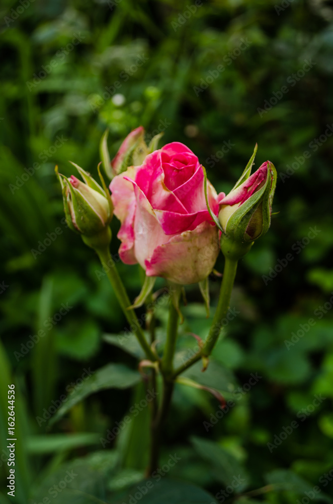 Pink rose in the garden nature