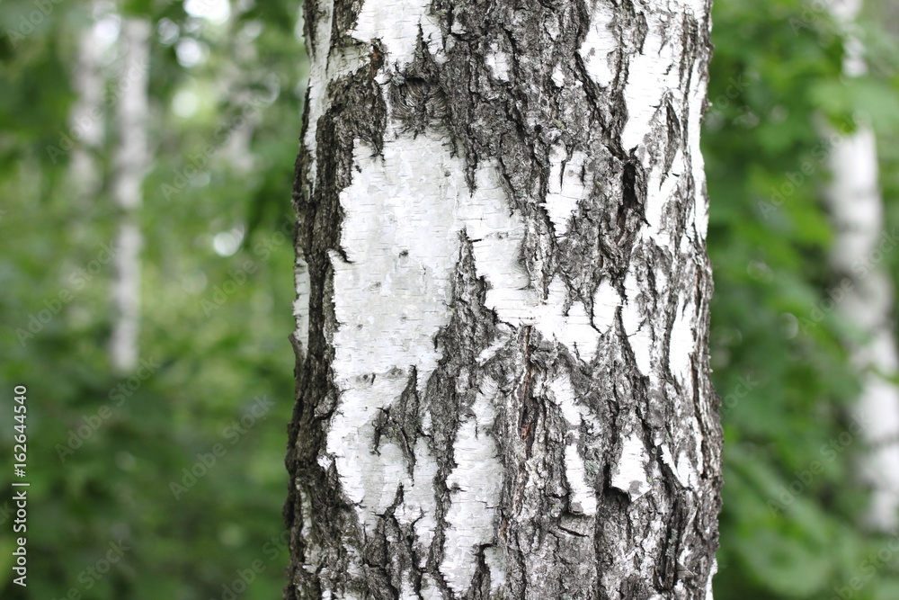 Beautiful landscape with young juicy birches with green leaves and with black and white birch trunks in sunlight in the morning Beautiful landscape with young juicy birches with green leaves and with black and white birch trunks in sunlight in the morning