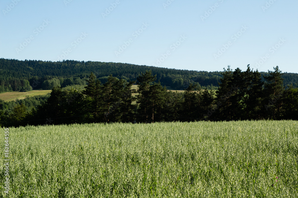 Fototapeta premium A spring landscape on the hills 