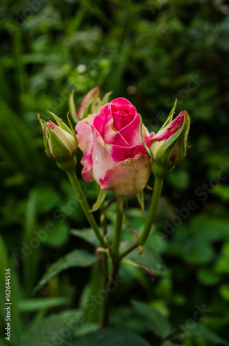 Obraz na płótnie Pink rose in the garden nature w salonie