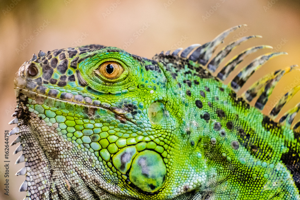 Fototapeta premium An aggressive green iguana raises its head