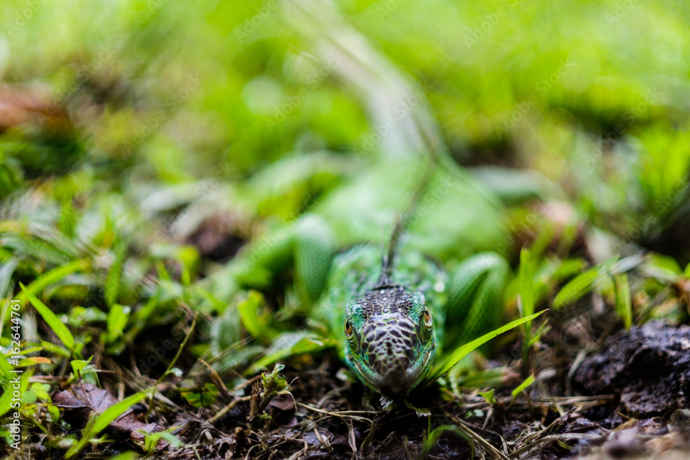 A green iguana huddles in the green grass A green iguana huddles in the green grass