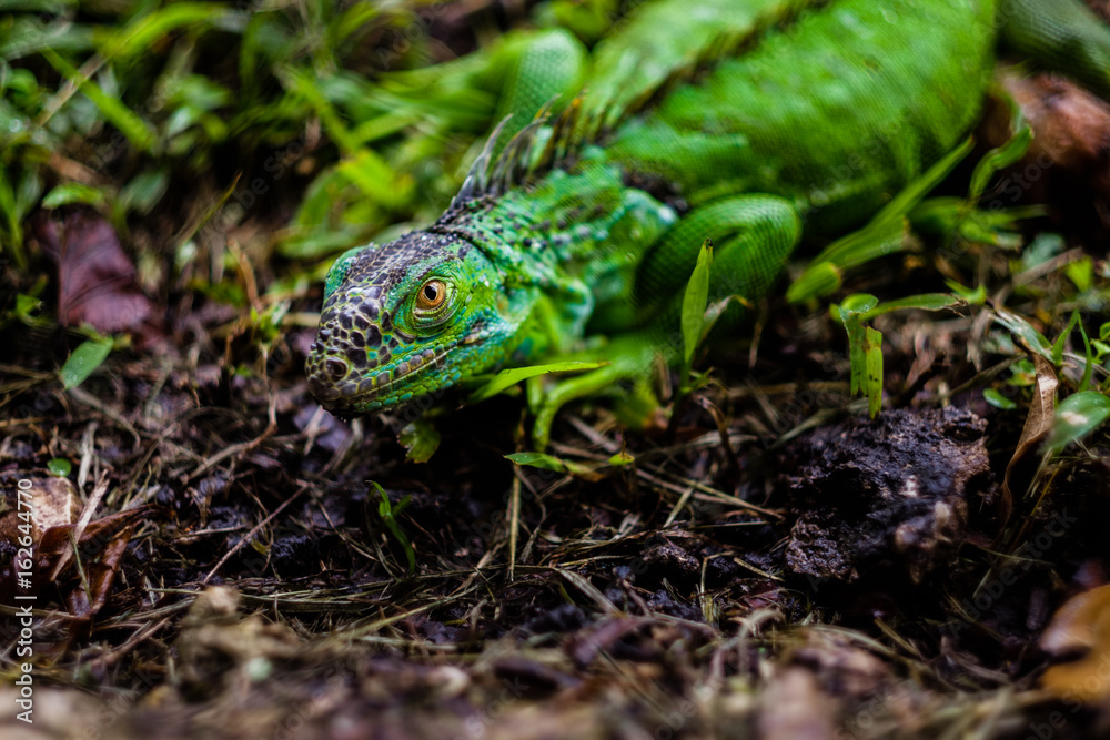 A green iguana huddles in the dirt
