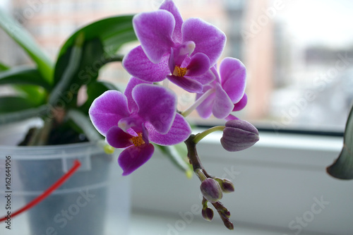 Purple Orchids
