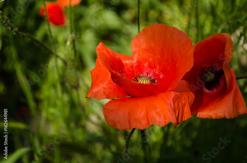 Obraz na płótnie Poppy flower in the nature w salonie