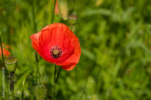 Obraz na płótnie Poppy flower in the nature w salonie